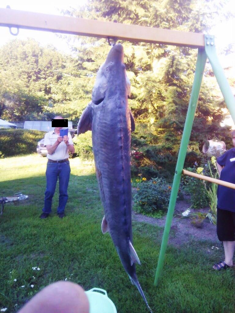 Ostseestör, illegaler Fang aus dem Frühsommer 2016 aus der Oder (Quelle unbekannt)