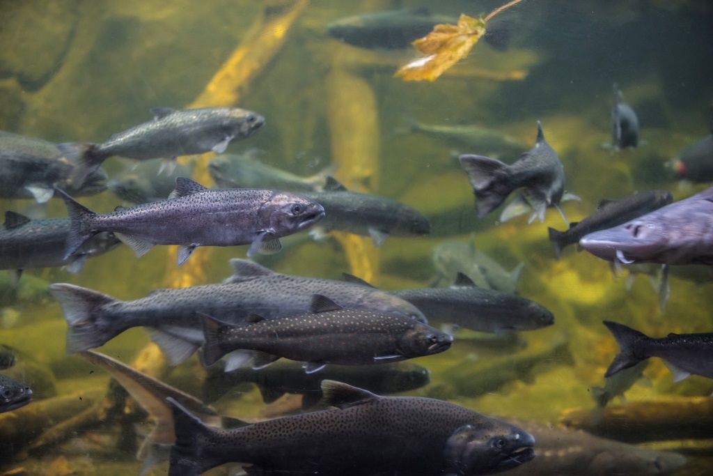 Wandernde Fische ziehen flussaufwärts