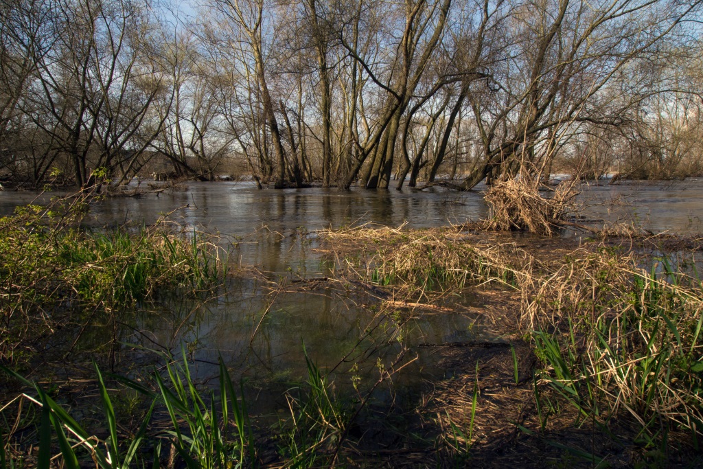 Flussaue